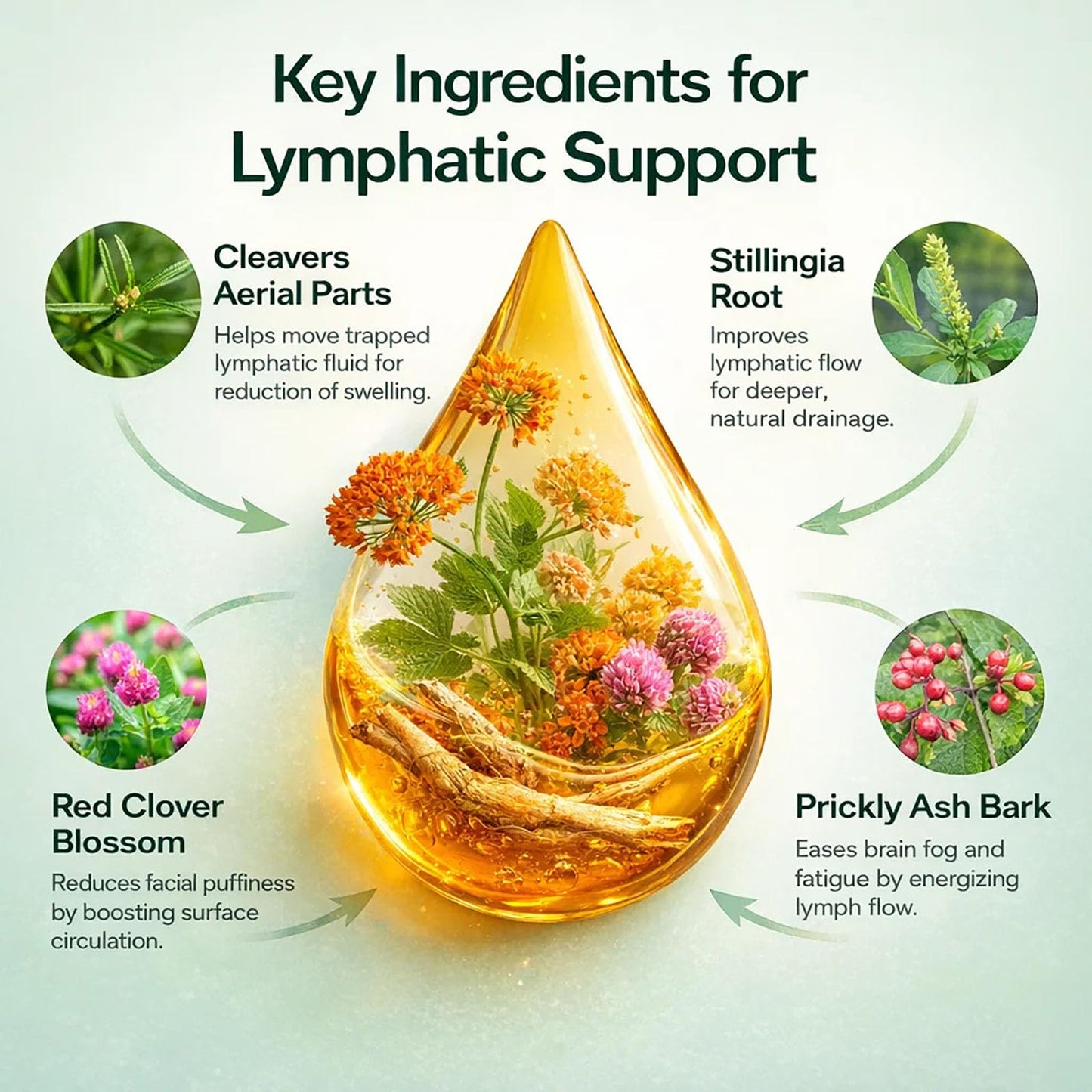 Lymphoria Lymphatic Drainage Wellness Drops, Natural Herbal Blend for Lymphatic System Support, Vegan & Non-GMO, 1 Fl Oz (1) Lymphoria Lymphatic