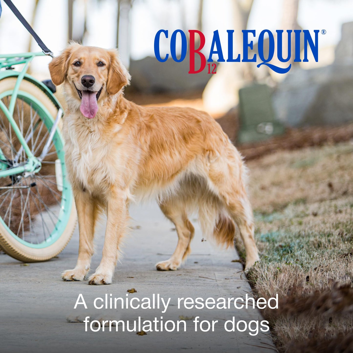 Nutramax Cobalequin B12 for Dogs, Oral Cobalamin Supplement with Folate, Vitamin B12 for Dogs Over 22 lbs., Supports GI Health, Chewable Tablets, 45 Count Nutramax Laboratories