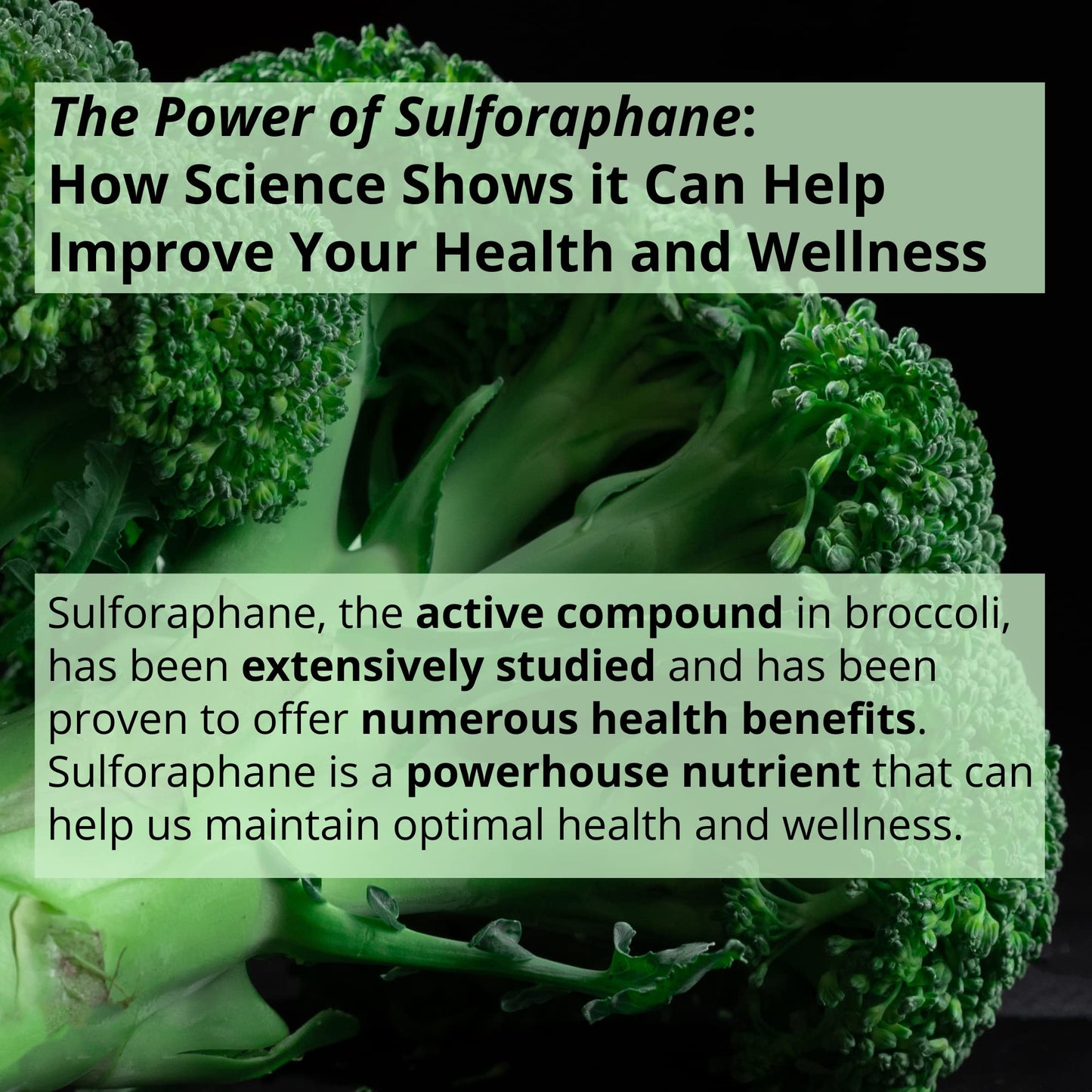 GIGANTIC Sulforaphane + Myrosinase 10mg (120 Capsules) - Includes Vitamin C GIGANTIC