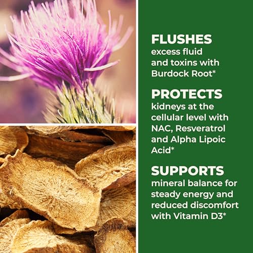LifeSeasons Kidney Support Supplement – Cellular Protection with NAC, Alpha Lipoic Acid, Resveratrol, Burdock Root & Vitamin D3 – Supports Detox, Oxidative Stress & Renal Function – 120 Capsules LifeSeasons buy australia supplements
