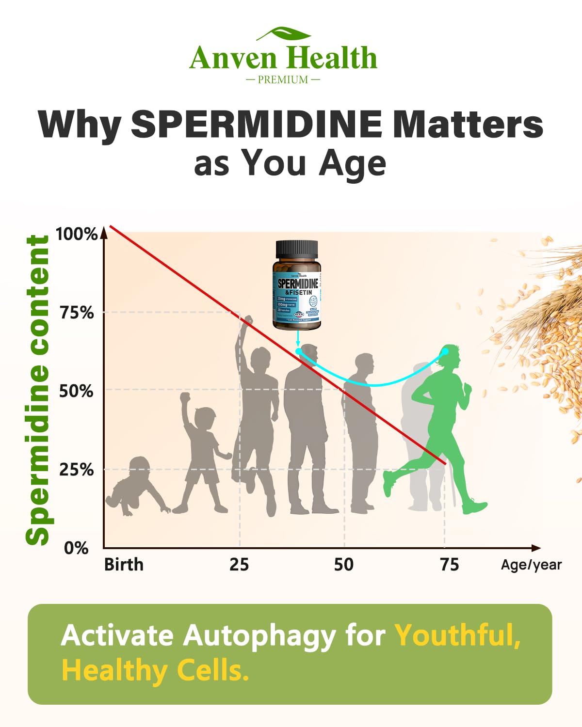 Spermidine & Fisetin Supplement - 20mg of 99% Spermidine Per Serving, 3HCL & 300mg Fisetin for Women Men Cell Renewal, Aging Defense & Longevity, Gluten Free, Non-GMO, Made in USA | 30 Veggie Caps Anven Health buy australia supplements