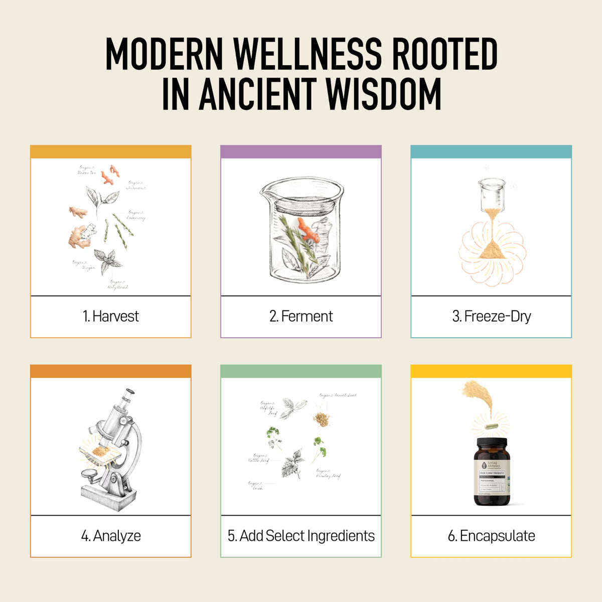 Living Alchemy Gut Health Supplements for Men & Women - Your Flora Probiotic Professional Digestion Supplement with Fermented Soybean, Prebiotics, Living Alchemy