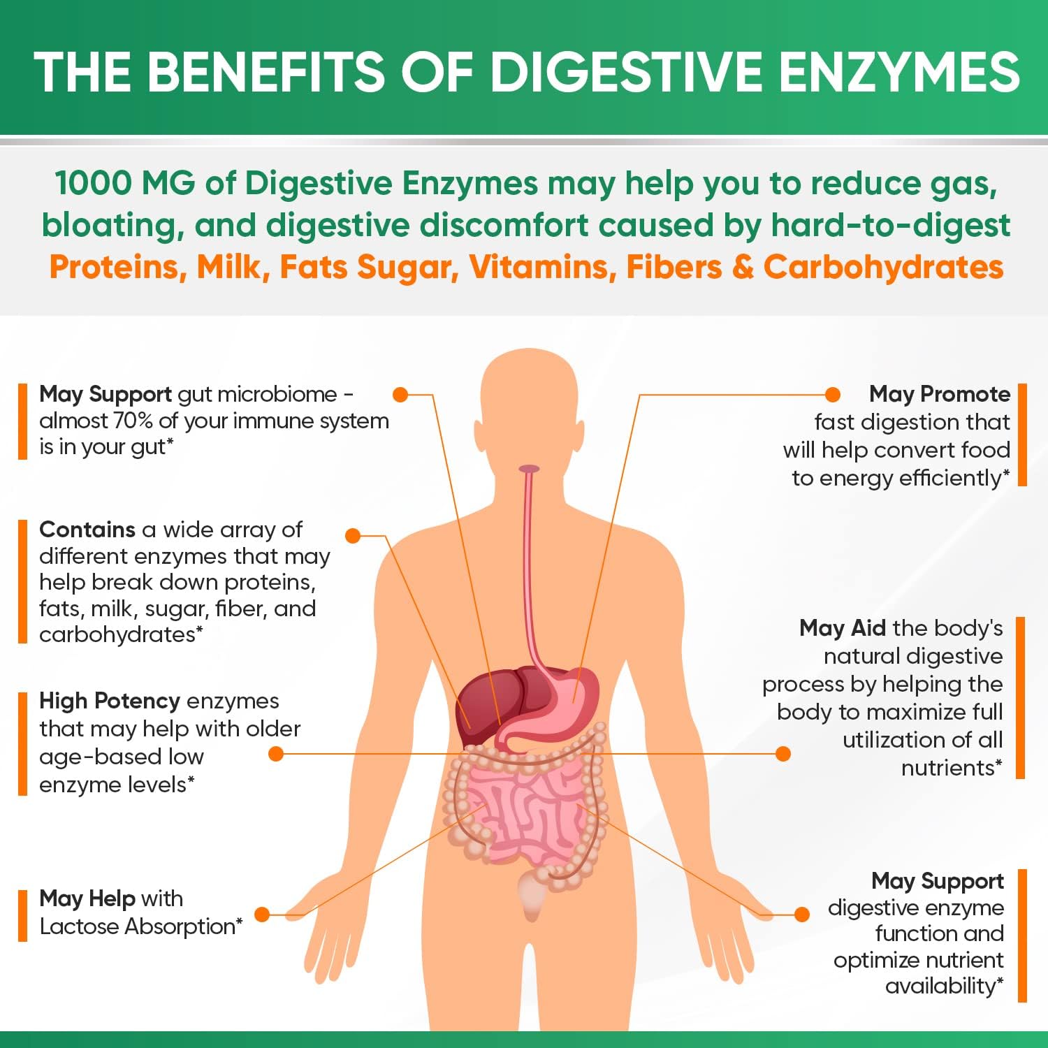 Wholesome Wellness Digestive Enzymes 1000MG Plus Prebiotics & Probiotics + Liposomal Vitamin C Capsules (200 Pills 1500mg Buffered) Bundle Gsupps Australia