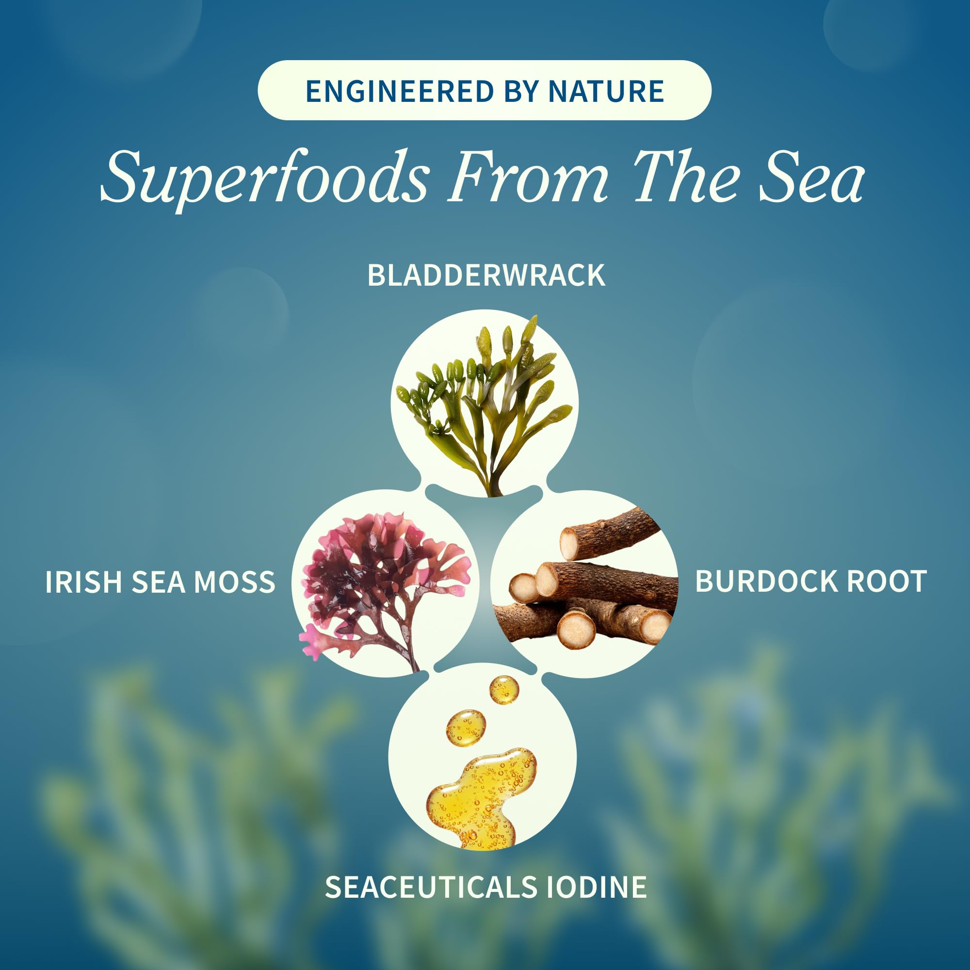 Snap Supplements Irish Sea Moss with Bladderwrack, Burdock Root & Iodine – Natural Sea Moss Supplement to Support Gut Health, Energy & Healthy-Looking Skin, 60 Vegan Capsules (1 Month Supply) Snap Supplements buy australia supplements