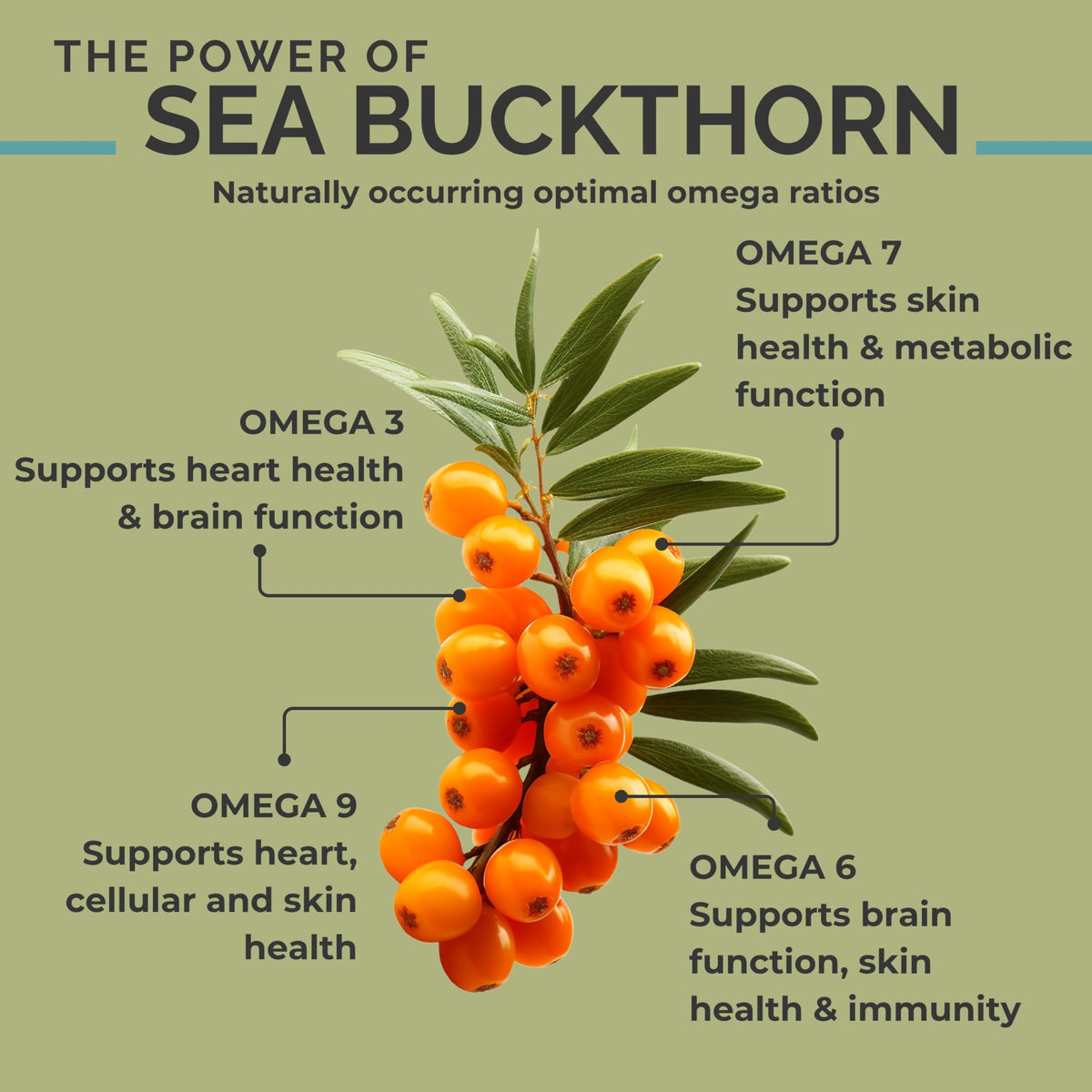 SeabuckWonders Organic Sea Buckthorn Oil Omega-7 Complete,120 Softgels, 60 Day Supply, with Omega 3, 6 & 9, Supports Hair SEABUCKWONDERS