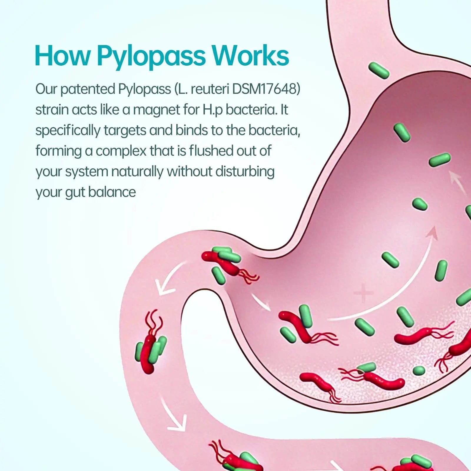 5-in-1 High Potency H. Pylori Probiotic, 1 Per Day - Supports Gastric Lining Integrity, Occasional Indigestion, Acid Comfort - Pylopass Lactobacillus Reuteri, Gluten Free, Vegan, 30ct, Made in Germany purmeo buy australia supplements