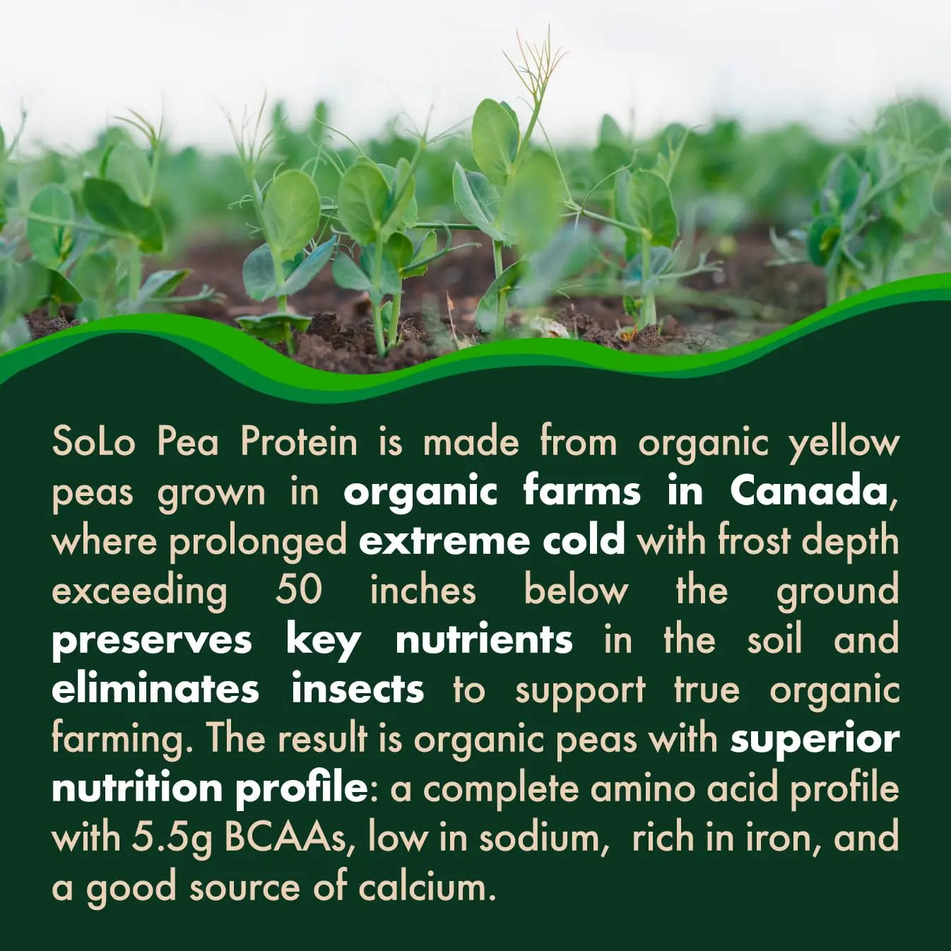 SOLO Organic Pea Protein Isolate, Low in Sodium, Canada Grown Peas, 100% Vegan, Non-GMO, Unflavored Plant Based Protein Powder with BCAA, Keto & Paleo Friendly, FOLONA