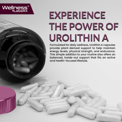 Urolithin A Supplement Capsules 1,000mg (98.9% Pure) – Advanced Urolithin A+ Formula for Cellular Renewal & Mitochondrial Support WELLNESS LABSRX