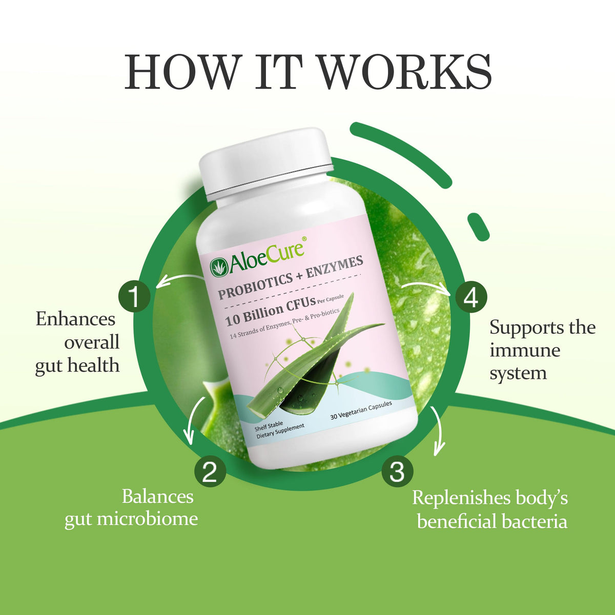 AloeCure Daily Probiotics 10 Billion CFU for Digestive Support 8 Strains, 6 Prebiotics & Enzymes - Digestive Supplement with Bromelain for Women & Men AloeCure