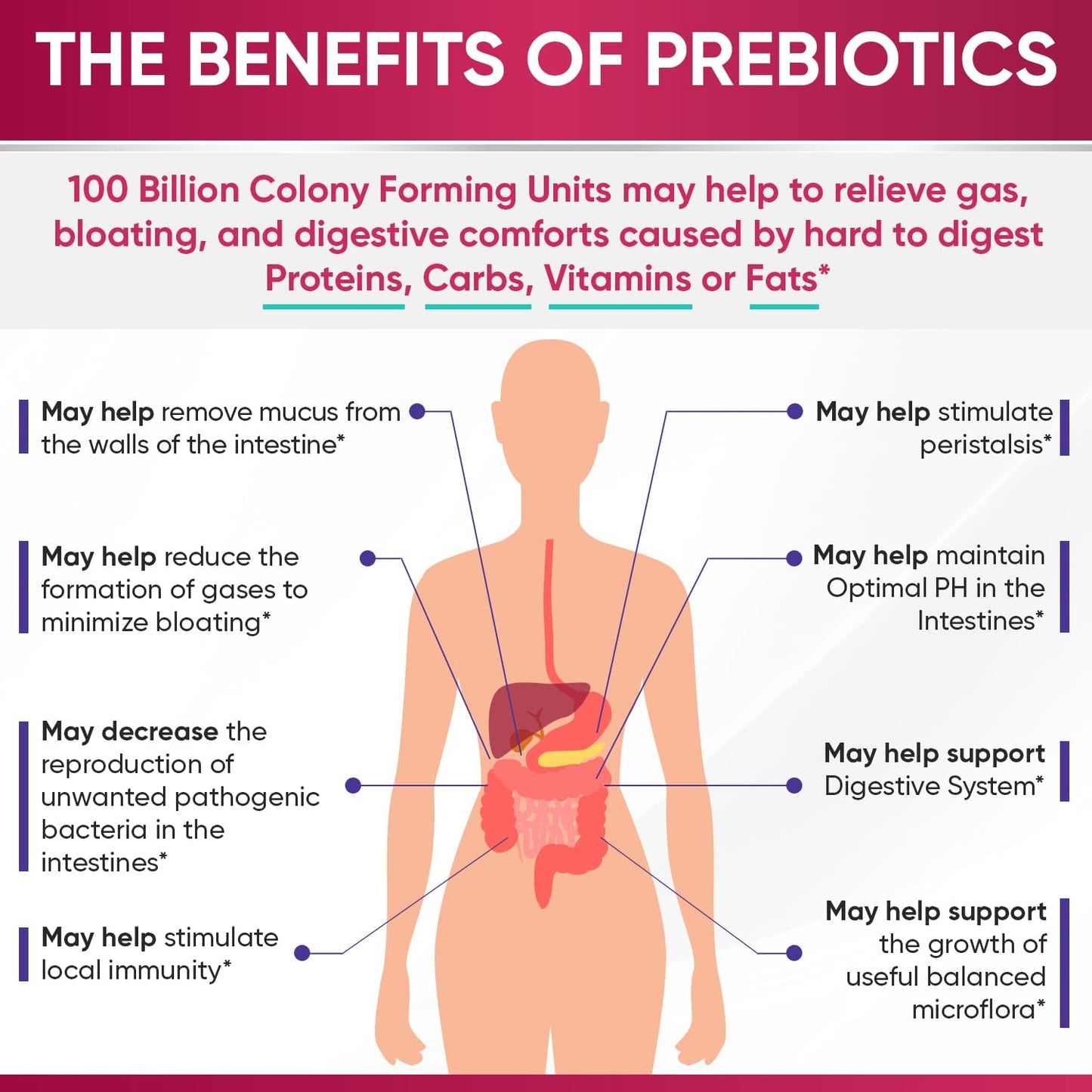 Wholesome Wellness Probiotics for Women 100 Billion CFUs with Prebiotics, Digestive Enzymes + Grass Fed Desiccated Beef Liver Capsules Bundle Gsupps Australia