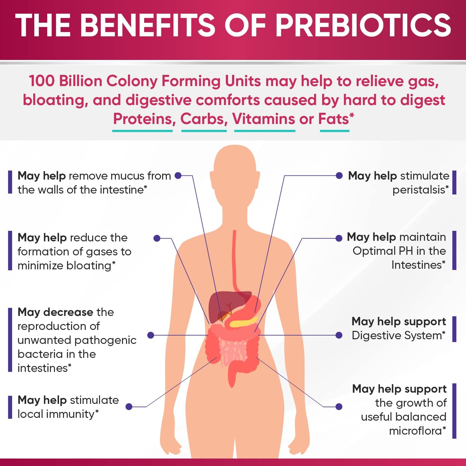 Wholesome Wellness Probiotics for Women 100 Billion CFUs with Prebiotics, Digestive Enzymes + Grass Fed Desiccated Beef Liver Capsules Bundle Gsupps Australia