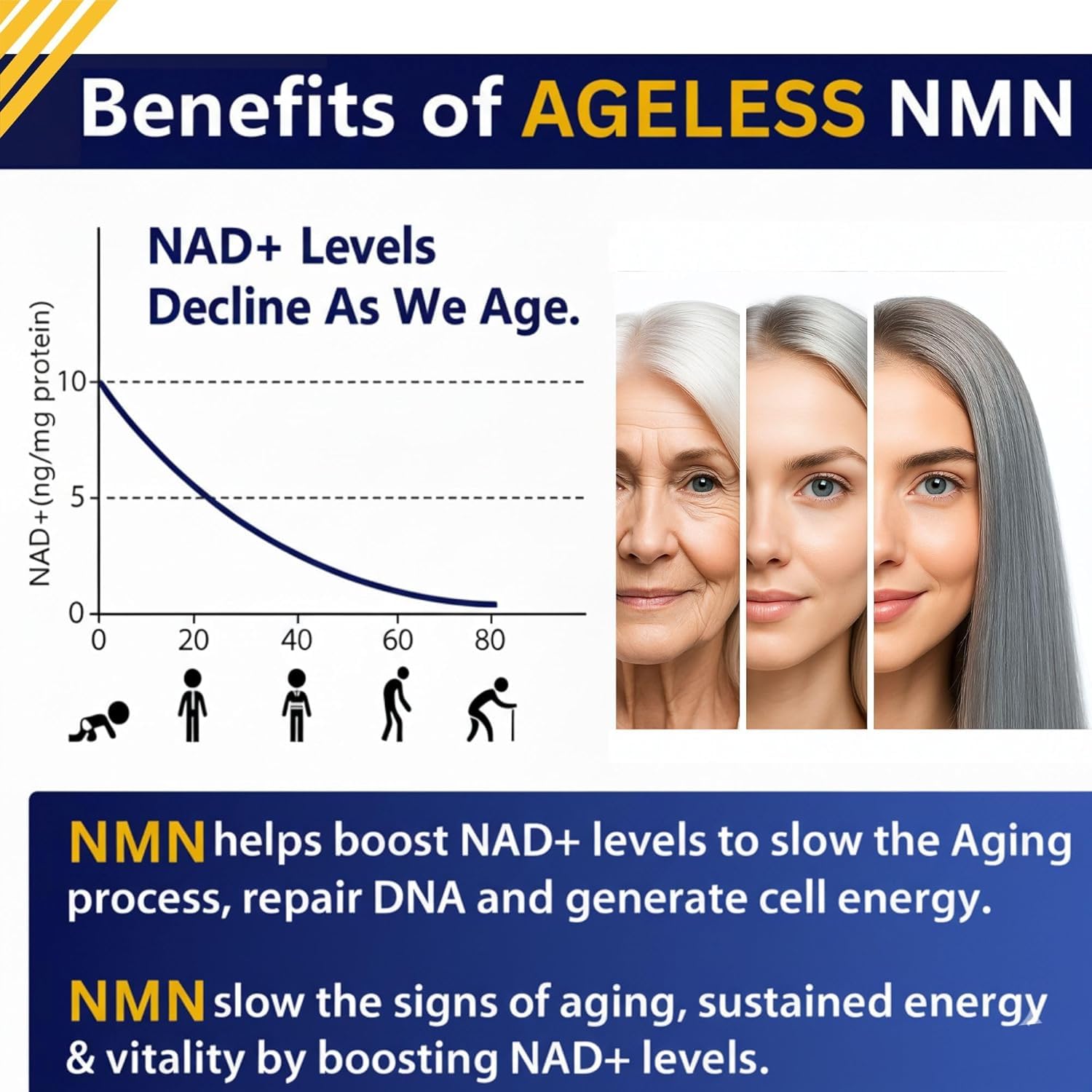 NMN Supplement 500mg Nicotinamide Mononucleotide | Supports NAD+ Levels, Energy, Cognitive Function, Muscle Health & Healthy Body Composition – Capsules (30) Ageless Foundation Laboratories buy australia supplements