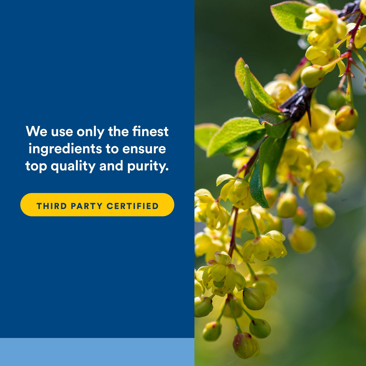 Natural Factors WellBetX Berberine - Daily Supplement Supports Metabolic Health - Formula Supports Healthy Heart - Gluten-Free & Vegan Natural Factors