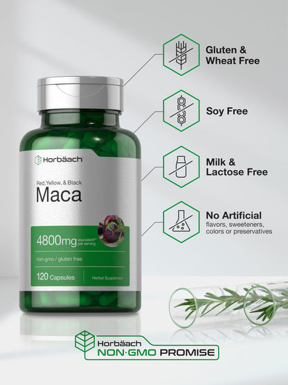 Horbäach Maca Root Capsules for Men and Women | 120 Pills | High Potency Extract | Non-GMO and Gluten Free Formula Horbäach