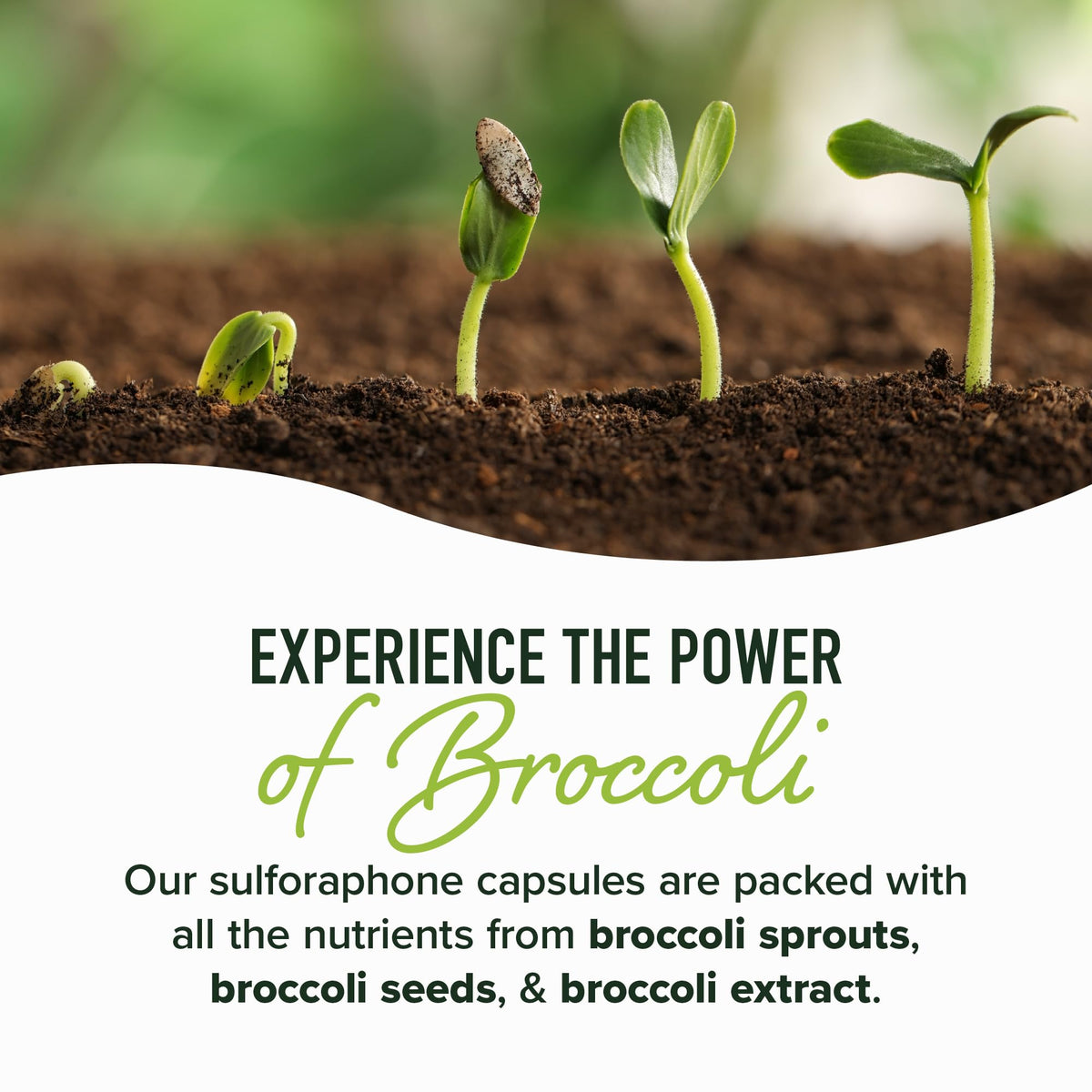 50MG Sulforaphane Supplement from Broccoli Sprouts | NRF2 Activation, Cellular Health & Immune Support | Glucoraphanin, Myrosinase & Antioxidants | Third-Party Tested SMNutrition