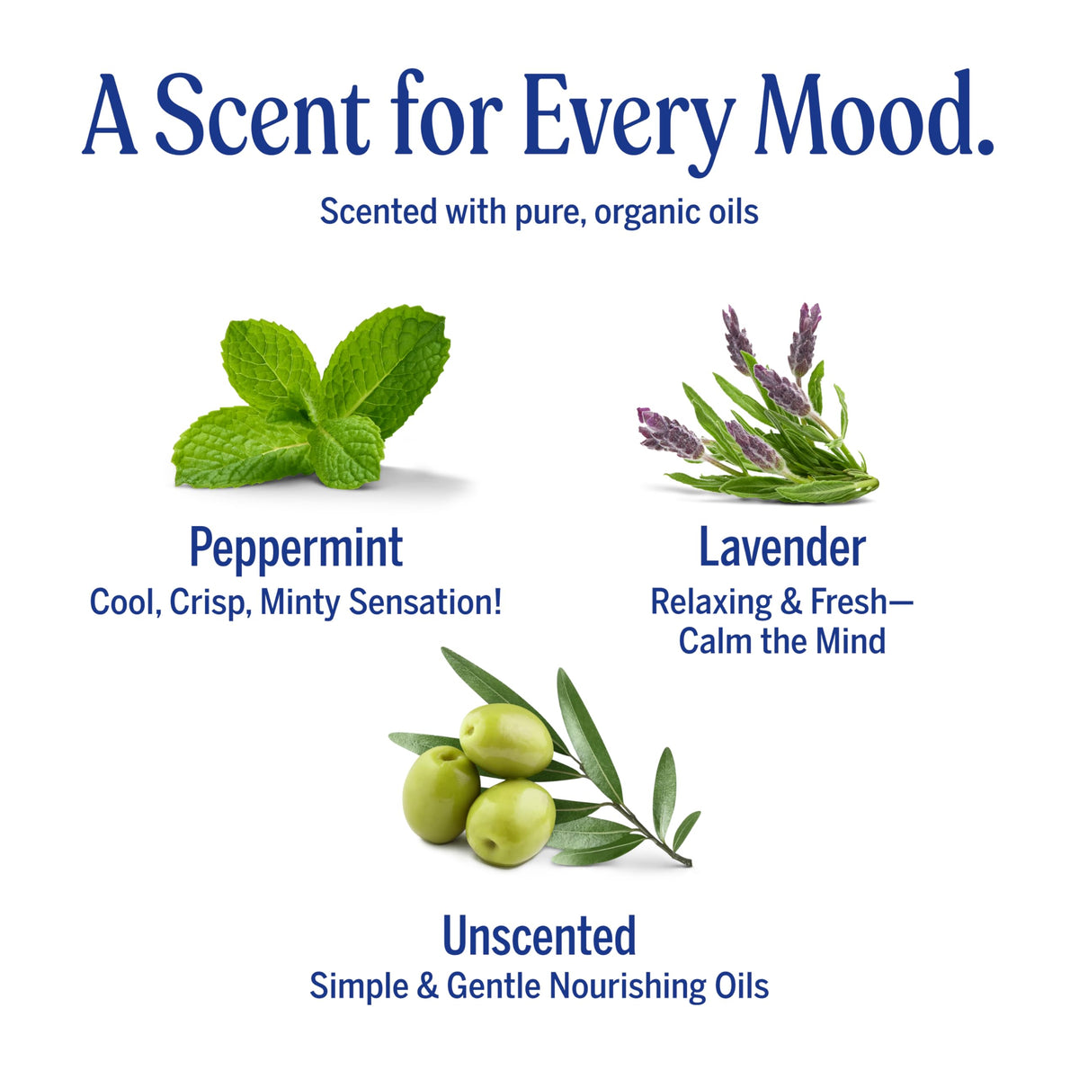 Dr. Bronner's Pure-Castile Magic Bar Soaps (5 Ounce Variety Gift Pack) Almond, Unscented, Lavender, Peppermint, Citrus, Rose - Made with Natural & Organic Certified Oils, Vegan, Non-GMO Dr. Bronner's