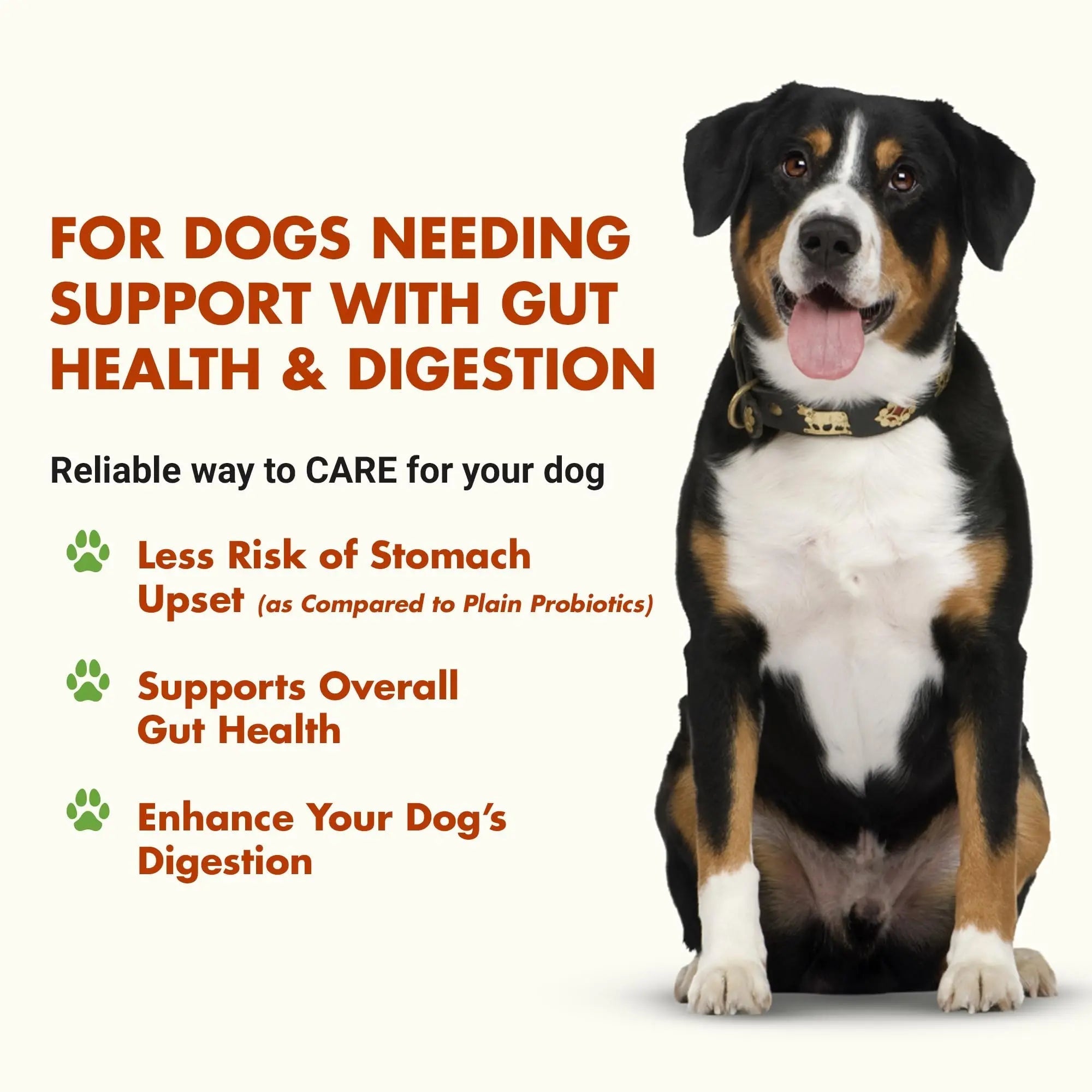 Pre & PostBiotic Support for Dogs – Digestive Upset, Stool Quality & Sensitive Stomach Support – Easy Liquid Formula for Picky Eaters LIQUID-VET buy australia supplements