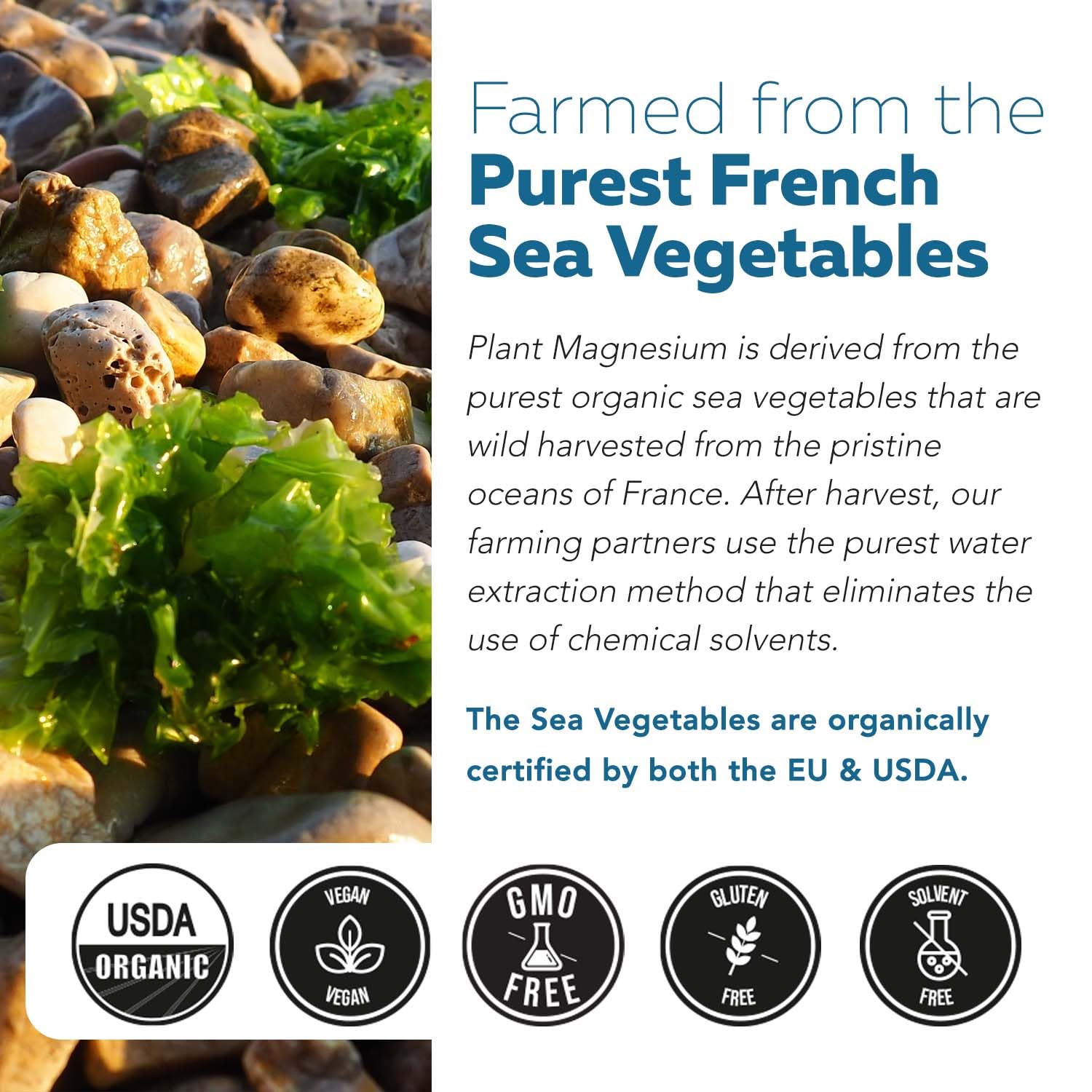 Organic Whole Food Magnesium Supplement - Plant-Based, Organic Sea Vegetable Complex - 250 mg Per Serving | Water Extracted | Gentle on Stomach | Supports Energy, Sleep, Muscle, Heart - 60 Capsules Triquetra Health buy australia supplements