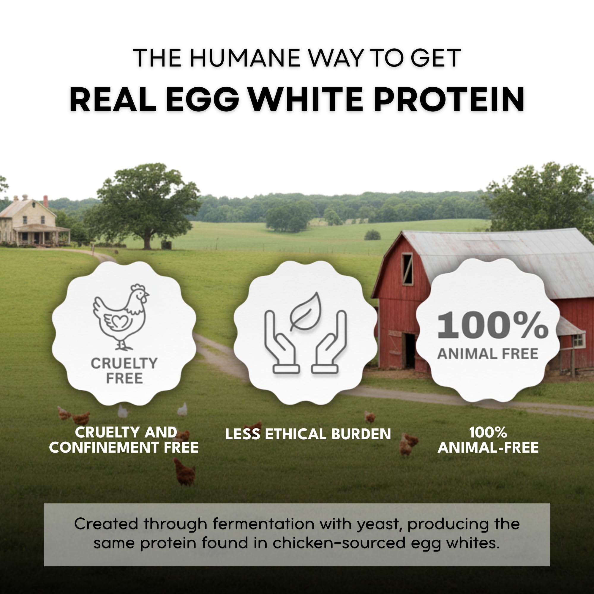 Healthier Comforts Animal-Free Egg White Protein Powder | Make Vegan Egg Omelets, Angel Food Cake, Meringue, Protein Shakes | Whips and Binds Just Like Traditional Egg Whites (8 oz) Healthier Comforts buy australia supplements