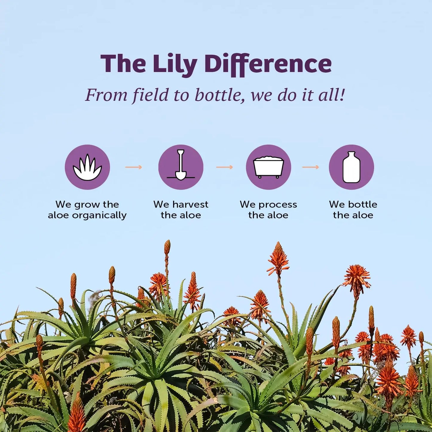 Lily of the Desert Aloe Vera Juice, Whole Leaf Filtered, Organic & Preservative Free – Natural Vitamins, Digestive Enzymes for Gut Health, Lily Of The Desert