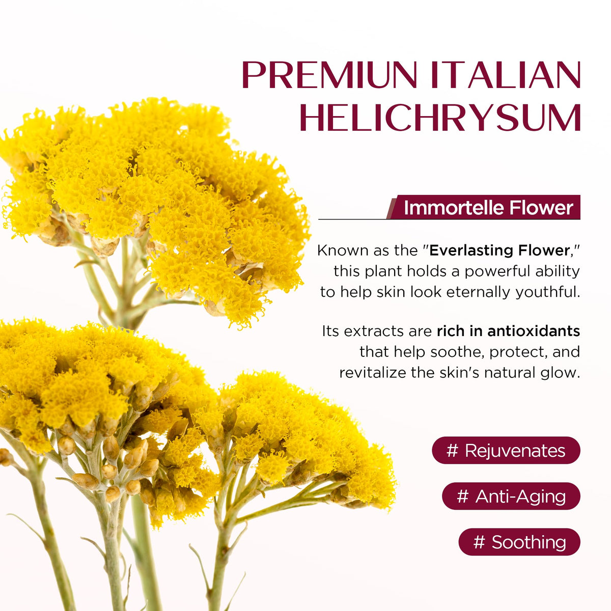 Vigority Helichrysum Balm Soothes & Repairs: Restorative Arnica Cream with Calendula for Fragile, Thin Skin & Bruise-Prone – Moisturizes, Revitalizes & Strengthens Skin Barrier for Adult Seniors 3.4oz Vigority