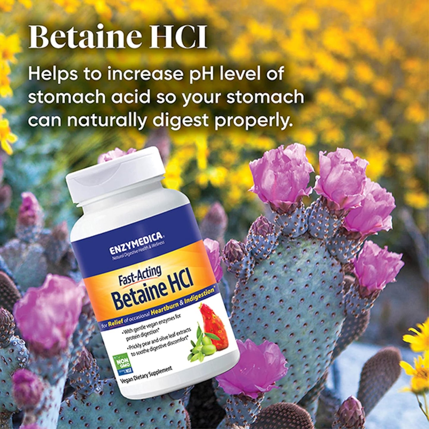 Enzymedica Betaine HCl for Men & Women - Betaine Hydrochloric Acid Supplement, Protease Digestive Enzyme Blend, Digestive Health Support, Occasional Heartburn & Indigestion Support, Vegan - 120 Caps Gsupps Australia