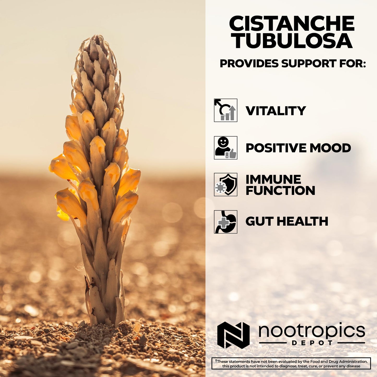 Nootropics Depot Cistanche tubulosa Tablets | 200mg | 60 Count | Minimum 50% Echinacoside + 10% Acetoside (Verbascoside) | Promotes Physical Strength and Energy | Promotes Vitality
