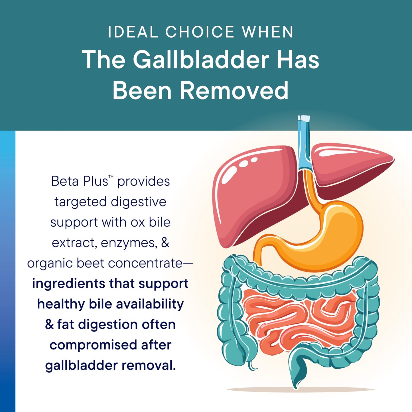 Biotics Research Beta-Plus™ Nutritional Ox Bile Salts Digestive Enzymes Supplement for Bile Production for No Gallbladder-Supports Overall Liver Function, BIOTICS RESEARCH