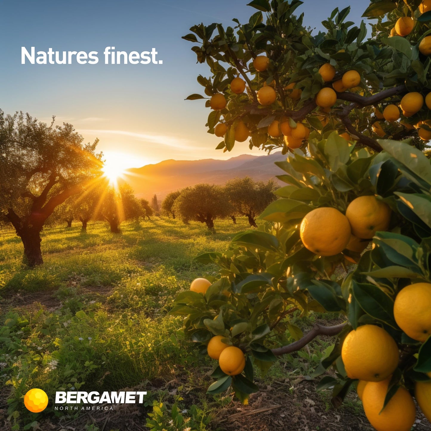 BergaMet Citrus Bergamot Supplement, 170:1 Extract, 1200mg per Serving, 80% Polyphenols, Italian Citrus Bergamot Supplement, BergaMet