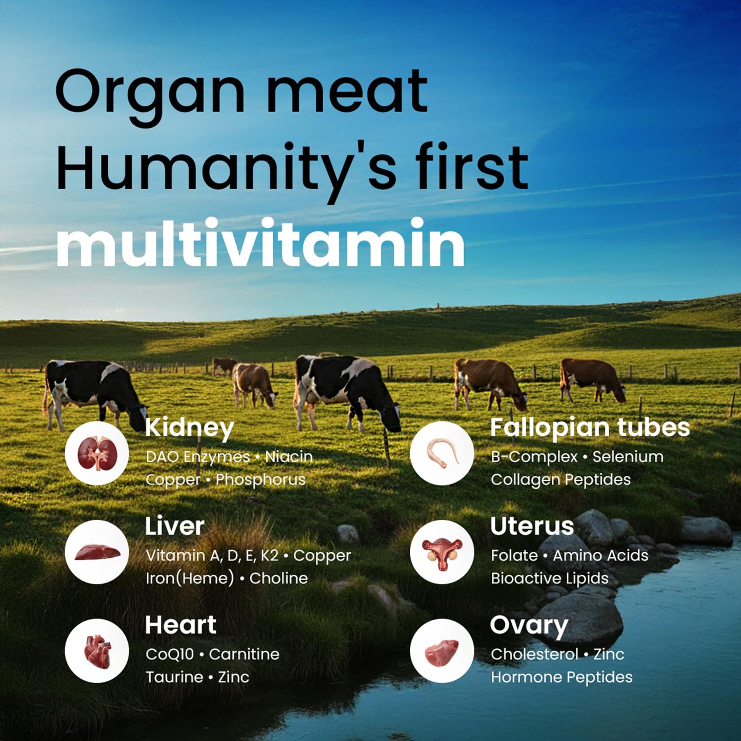Beef Organ Supplement for Women – Grass Fed Liver, Uterus, Ovary, Heart, Kidney – 30+ Nutrients to Support Hormone Balance, Cycle Health, Energy, Immunity Bloomeo