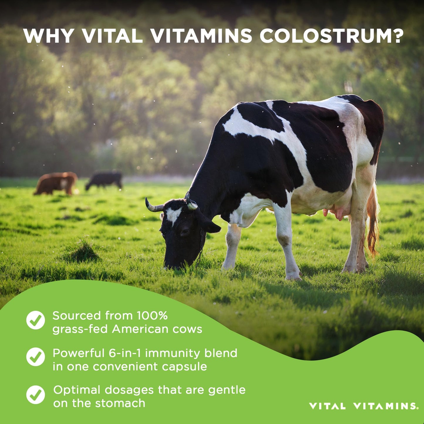 Vital Vitamins Colostrum Supplement, 30% IgG, Grass-Fed Bovine, 60 Capsules | Supports Immune Defense & Gut Health, Colostrum with Vitamin C, Zinc, & Selenium, Non-GMO Gsupps Australia