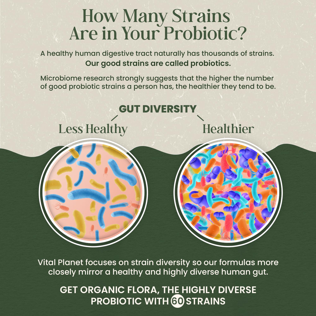 Vital Planet - Organic Flora Probiotics for Gut Health Balance, Shelf Stable Probiotic 30 Billion CFU, 60 Diverse Strains, Prebiotic Organic Mushroom Blend Vital Planet