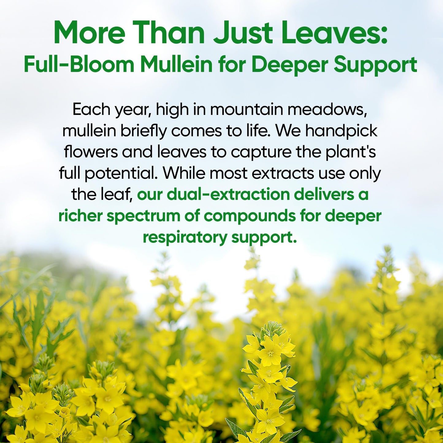 Mullein Drops for Lungs, 120 Servings - Mullein Leaf with 7 Herbs Echinacea, Oregano, Ginger, Elderberry, Marshmallow Root & Thyme - Lung Detox for Smokers Fidus