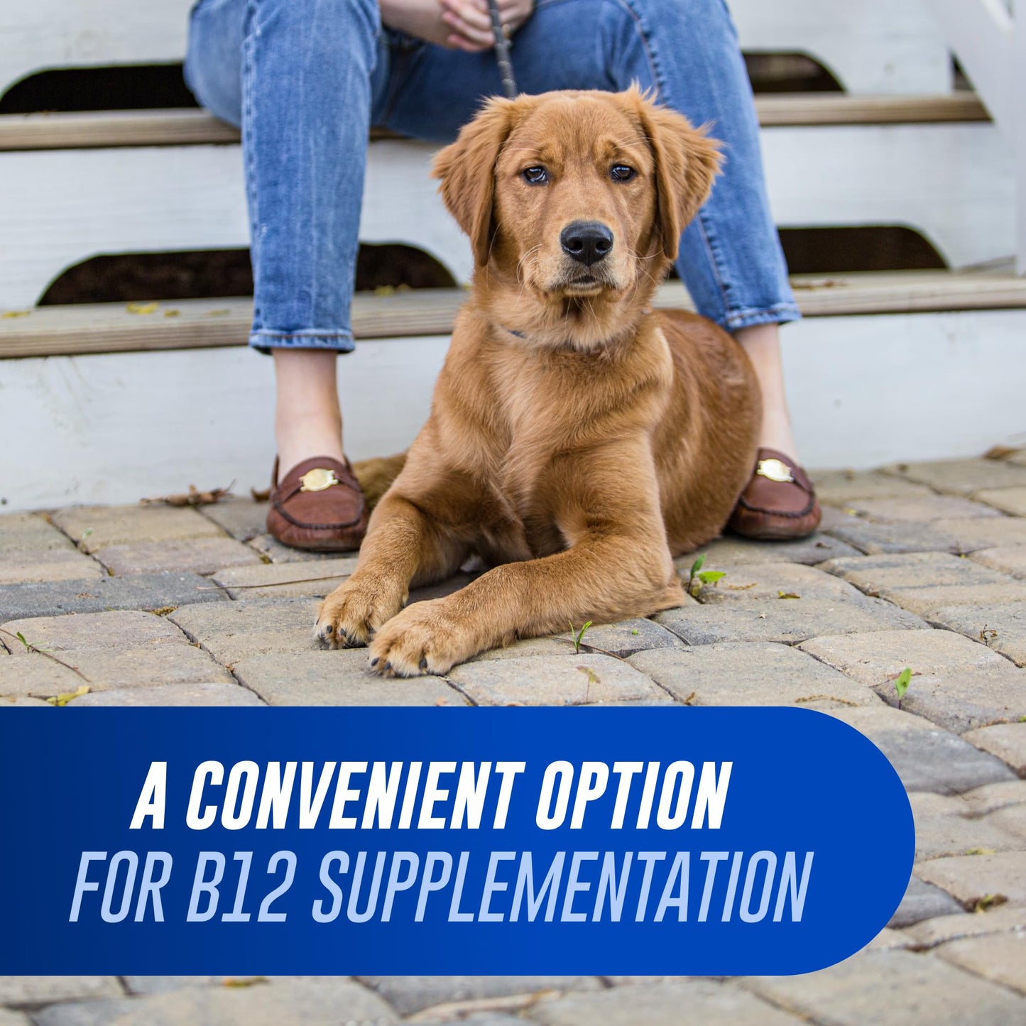 Nutramax Cobalequin B12 for Dogs, Oral Cobalamin Supplement with Folate, Vitamin B12 for Dogs Over 22 lbs., Supports GI Health, Chewable Tablets, 45 Count Nutramax Laboratories