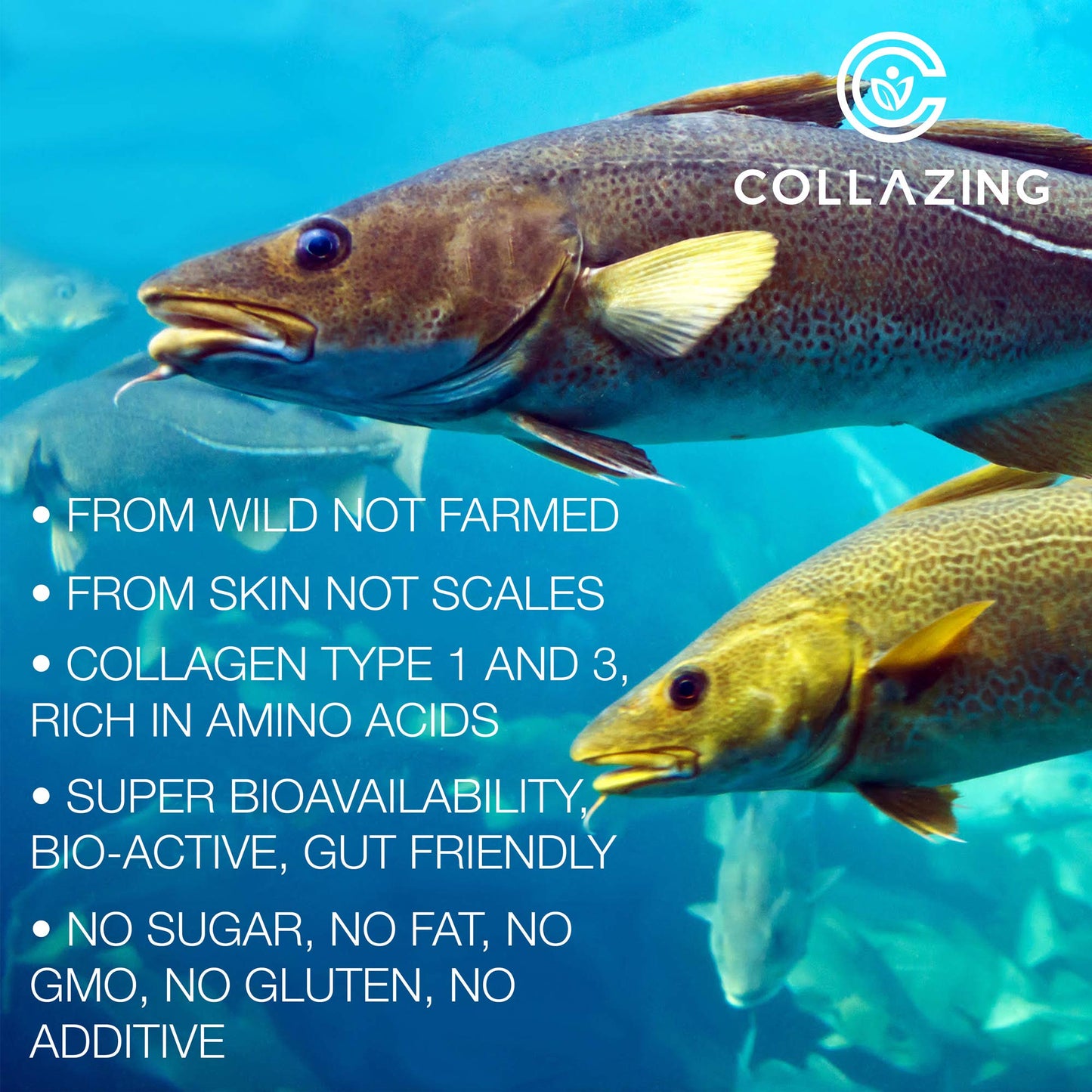 C COLLAZING - Alaskan Wild-Caught Marine Collagen Peptides with Hyaluronic Acid & Vitamin C - Supports Skin, Hair, Nails, Joints & Bones - Type 1 & 3 Collagen C COLLAZING