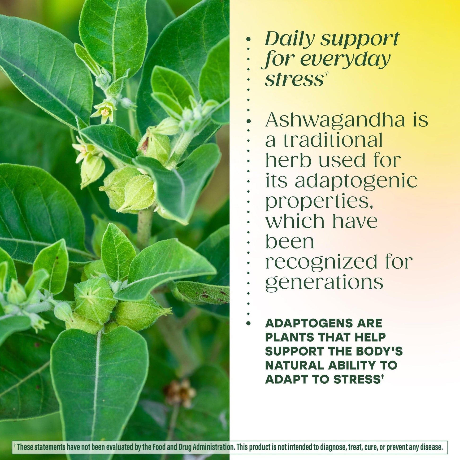 MegaFood Ashwagandha Complex (Formerly Stress Protect) - Ashwagandha Supplements Astragalus Root & Holy Basil - Vegetarian, Gluten Free, Cortisol Supplement - 60 Mini Tablets, 30 Servings MegaFood buy australia supplements