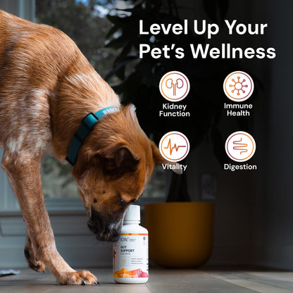 ION* Intelligence of Nature Gut Support For Pets - Liquid Probiotics Drops Alternative for Dogs & Cats, Digestive Health for Puppies, Skin & Hair Health - 16 fl oz (Pack of 1) ION* Intelligence of Nature