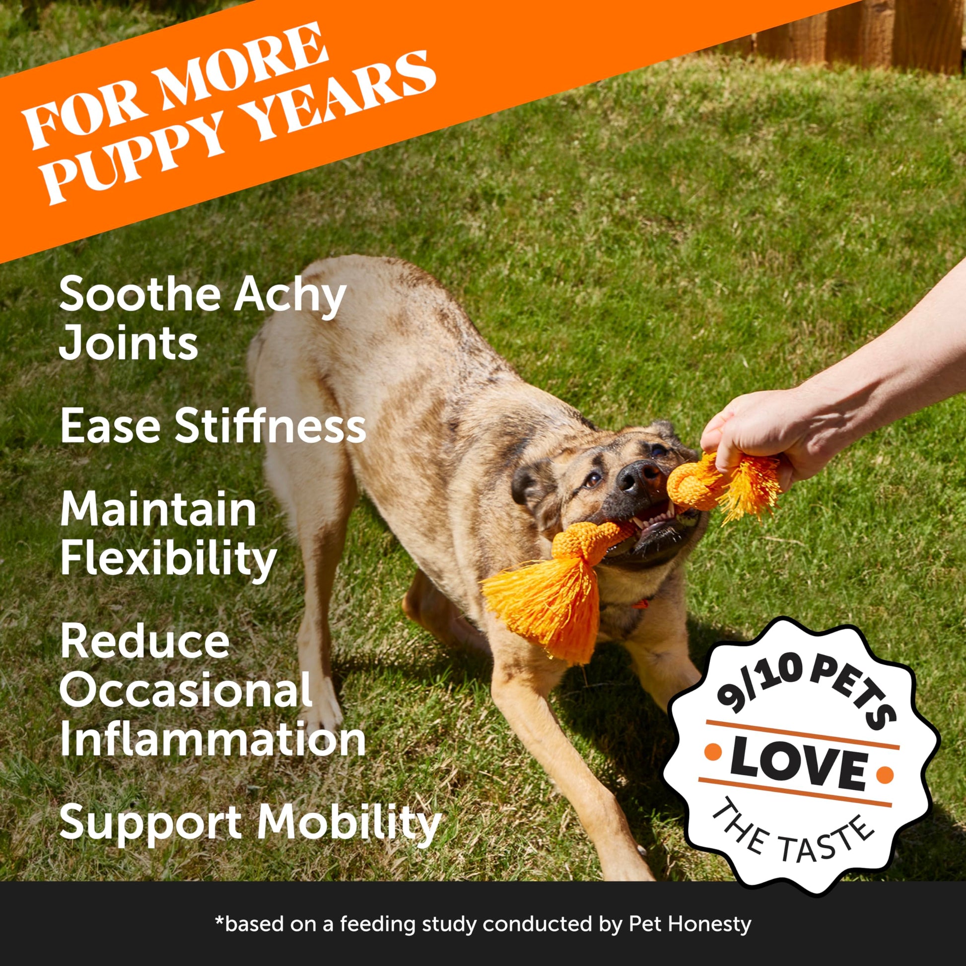 Hemp Hip & Joint Supplement for Dogs - Hemp Oil & Powder - Glucosamine Chondroitin for Dogs, Turmeric, MSM, Green-Lipped Mussel, Supports Mobility, May Reduce Discomfort (Bacon) Pet Honesty buy australia supplements