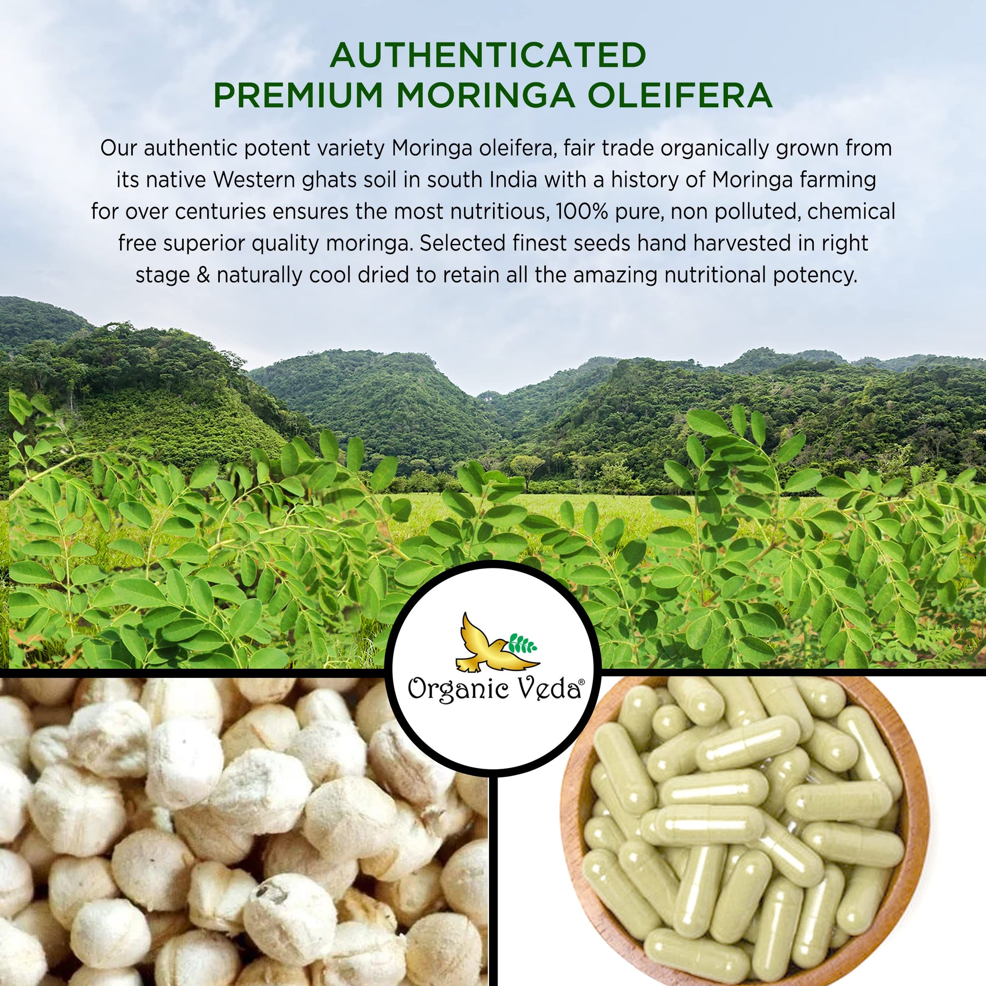 Organic Veda Moringa Seed Capsules - Pure Organic Moringa Capsules Seed Powder Organic Veda buy australia supplements