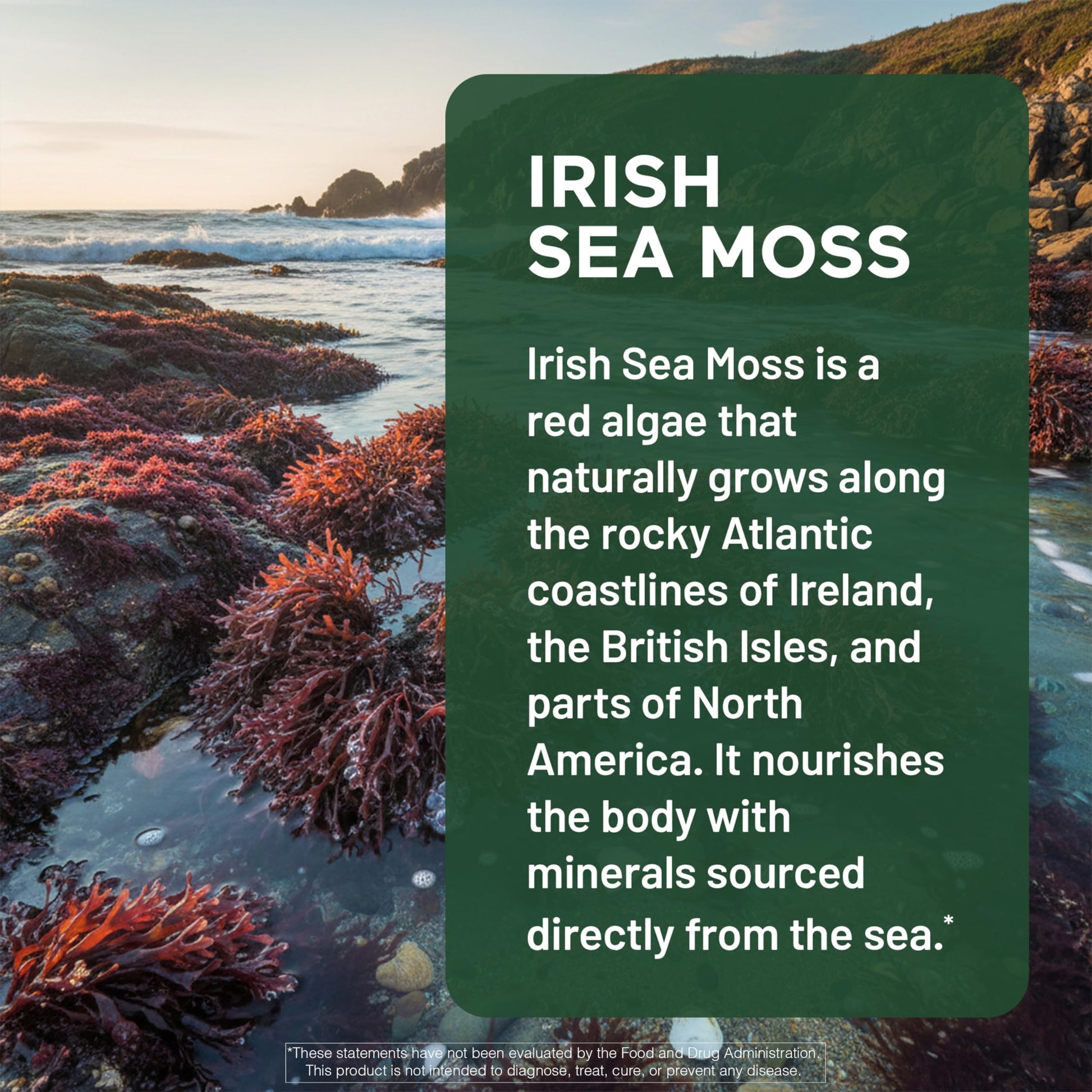 SMARTERNUTRITION Sea Moss Multimineral with Irish Sea Moss with Ashwagandha Bladderwrack Turmeric Zinc Vitamin C Elderberry Dandelion - Non-GMO, USA Manufactured - 60 Capsules[30 Day Supply] SMARTERNUTRITION buy australia supplements