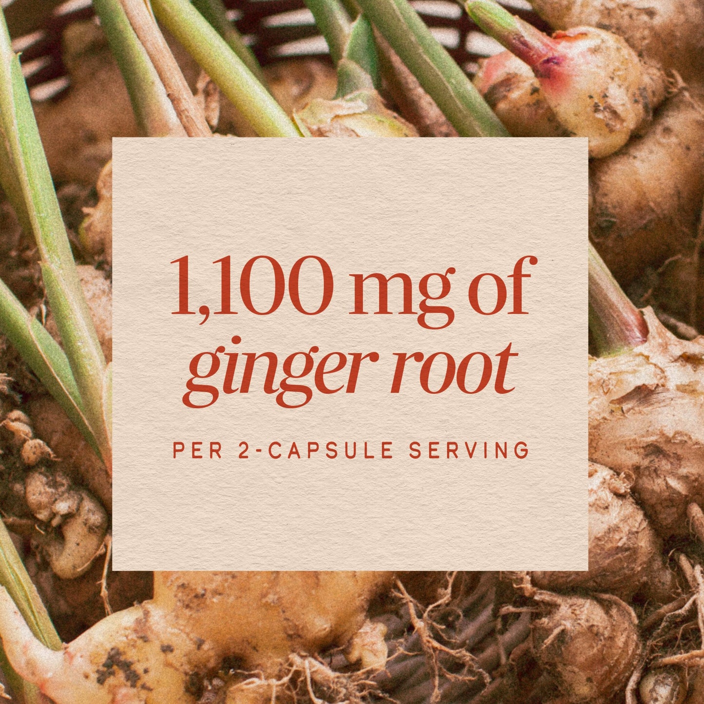 Nature’s Way Ginger Root Capsules, 1100 mg per 2-Capsule Serving Ginger Supplement for Digestive Comfort and Motion-Related Nausea Support Nature's Way