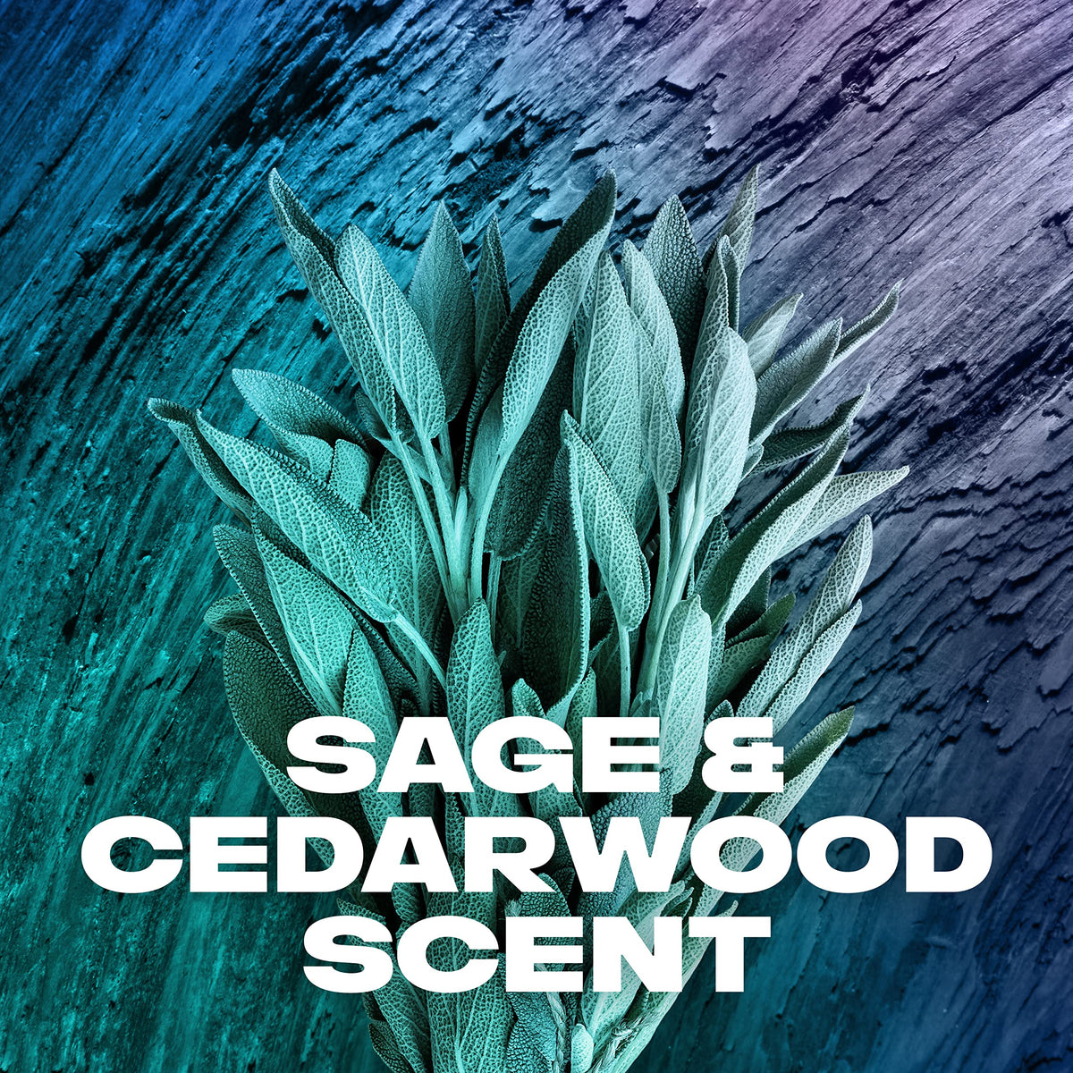 AXE Sage & Cedarwood Body Wash Apollo 4 Count 16 fl oz AXE